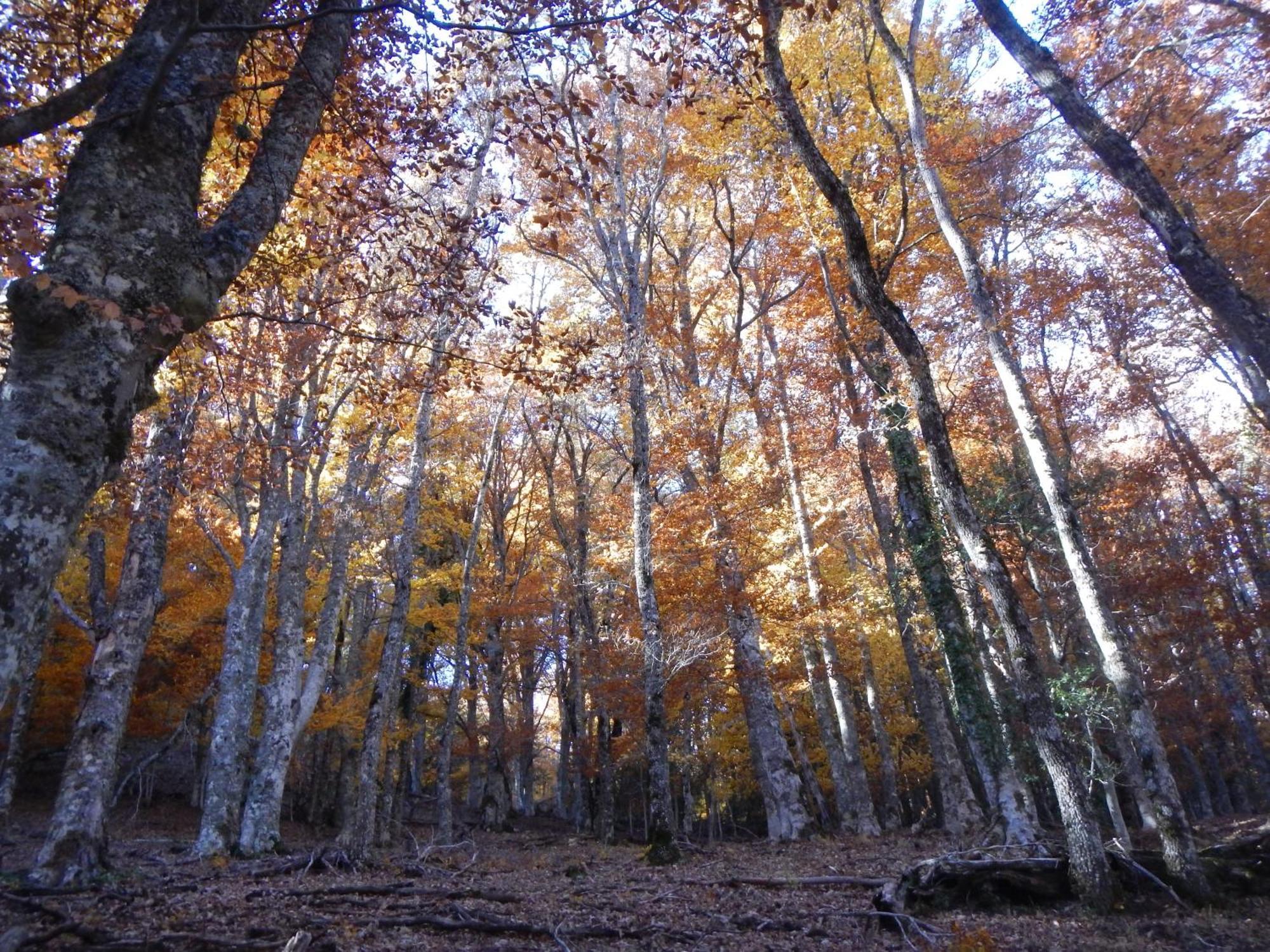Alojamiento Rural Fuente Del Arca Pradena del Rincon ภายนอก รูปภาพ